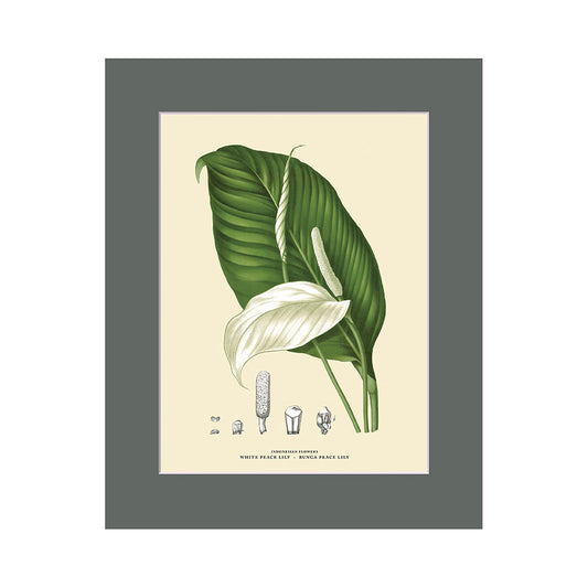 Lumikasa Art Peace Lily - Peace Lily Cardboard Frame Medium