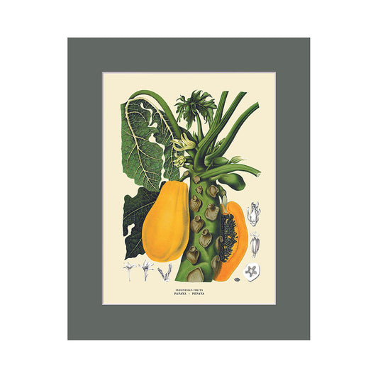 Lumikasa Art Pepaya - Papaya Cardboard Frame Medium