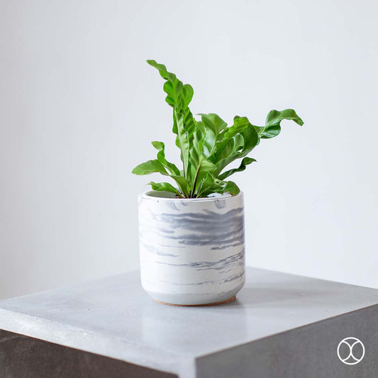 Concreate Cassa Planters Marble