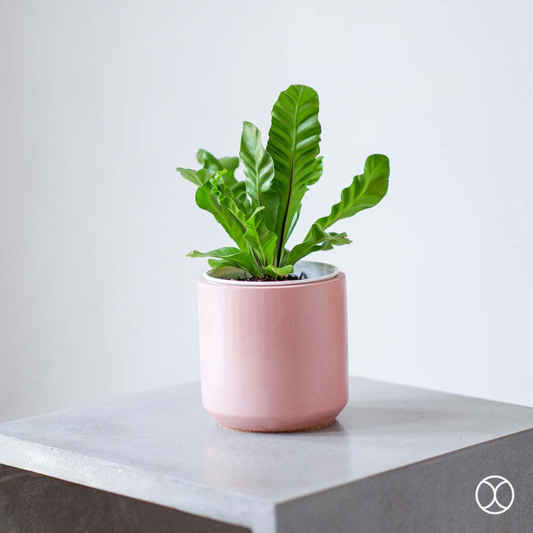 Concreate Cassa Planters Pink