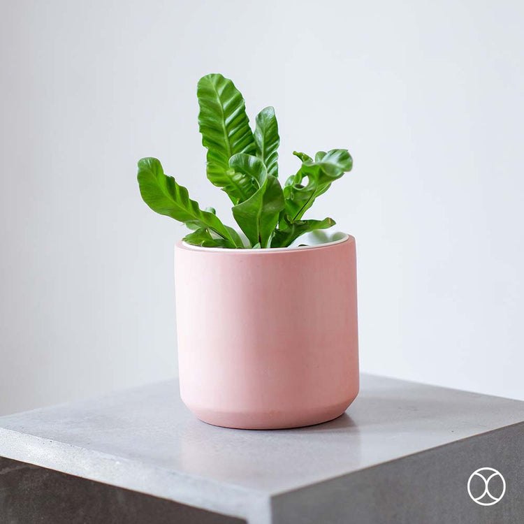 Concreate Cassa Planters Pink