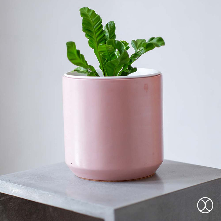 Concreate Cassa Planters Pink