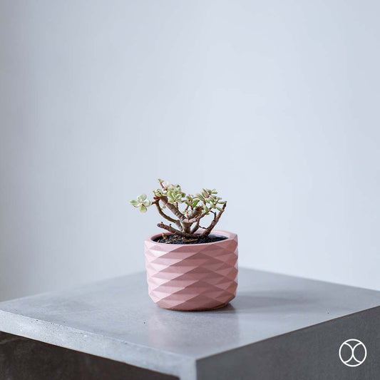 Concreate Acadia Planters Pink