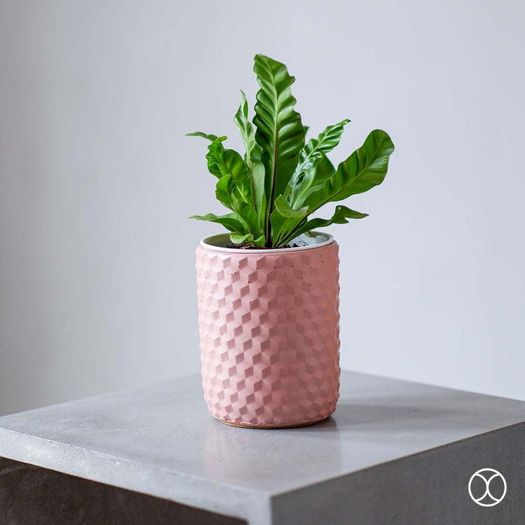 Concreate Samsara Planters Pink