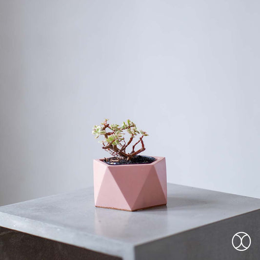 Concreate Hara Planters Pink