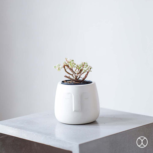 Concreate Moai Planters White