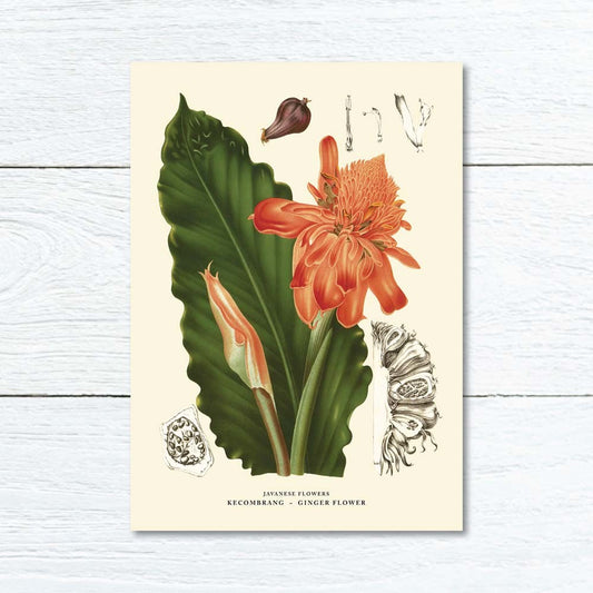 Lumikasa Art Greeting Card Kecombrang - Ginger Flower