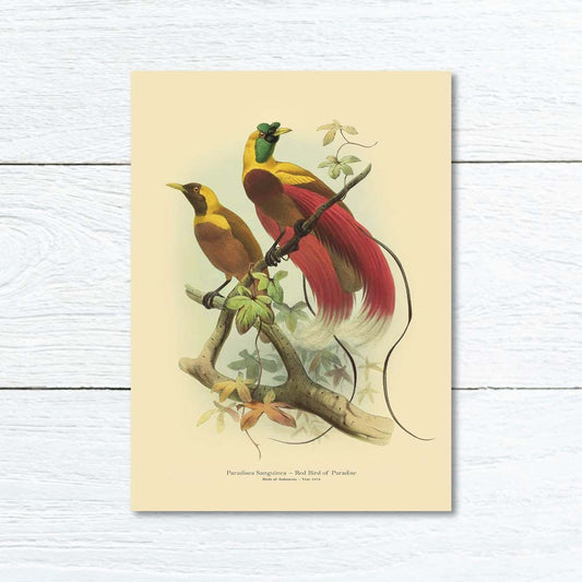 Lumikasa Art Greeting Card Red Bird of Paradise