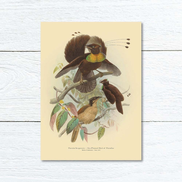 Lumikasa Art Greeting Card Six Plumed Bird of Paradise