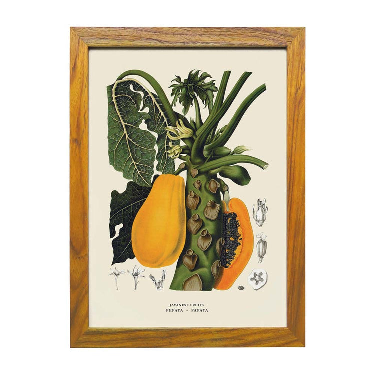 Lumikasa Art Pepaya - Papaya  Frame Large
